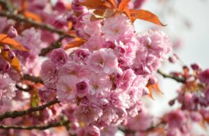 30代におすすめの婚活アプリでサクラを見分ける方法は？